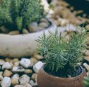 Praticidade — Como Montar Um Jardim com Pedras?