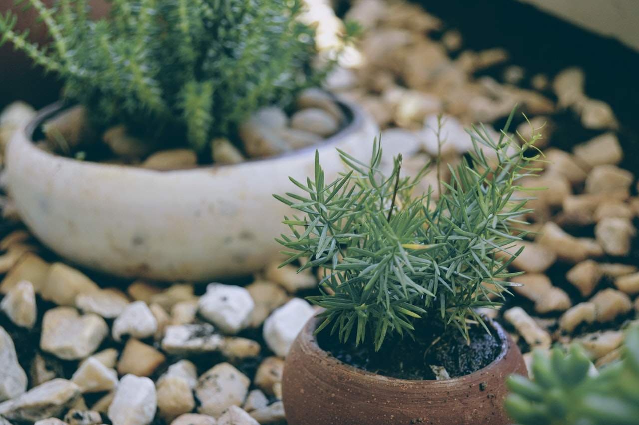 Praticidade — Como Montar Um Jardim com Pedras?
