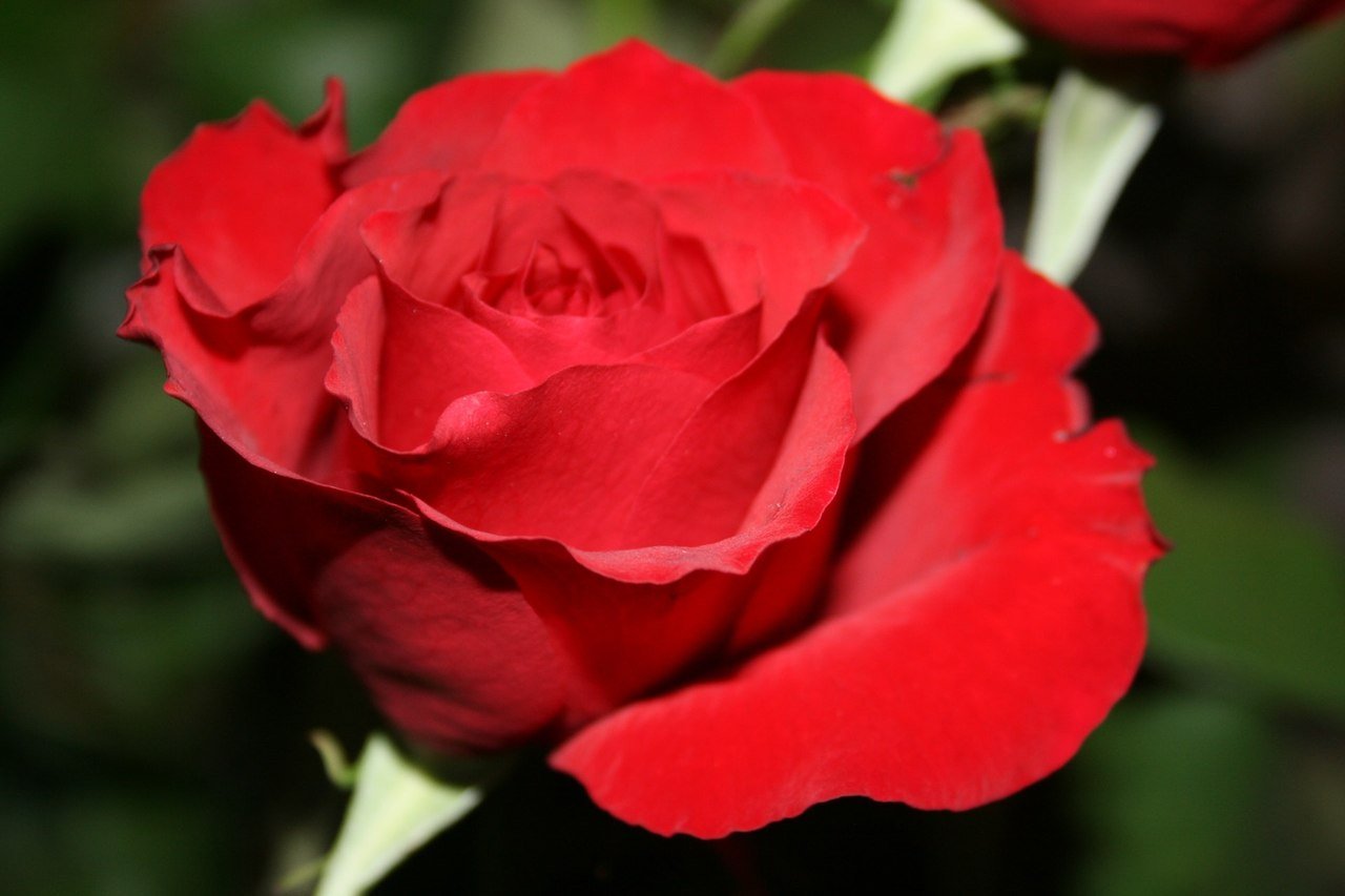 Conheça a História da Rosa da Bela e a Fera
