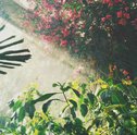 Jardinagem — Entenda o que o Sol Faz com as Flores