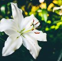 Sonhar com Lírios — Entenda o Significado dessa Flor em Sonhos