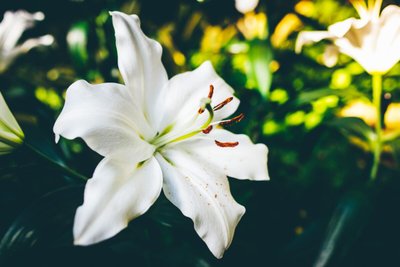 Sonhar com Lírios  — Entenda o Significado dessa Flor em Sonhos