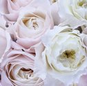 Conheça as principais flores da primavera e seus significados