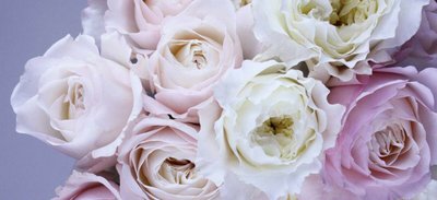 Conheça as principais flores da primavera e seus significados