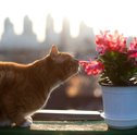 Conheça as Flores Perigosas para seu Gato ou Cachorro