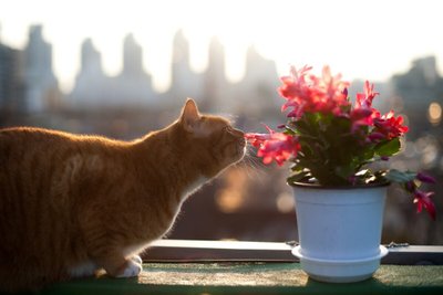 Conheça as Flores Perigosas para seu Gato ou Cachorro