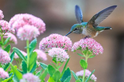 5 Curiosidades Sobre o Beija-Flor