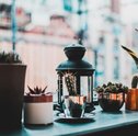 3 Plantas Decorativas Fáceis e Práticas de Cuidar