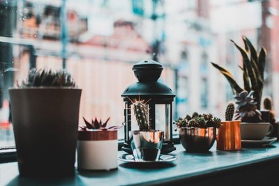 3 Plantas Decorativas Fáceis e Práticas de Cuidar