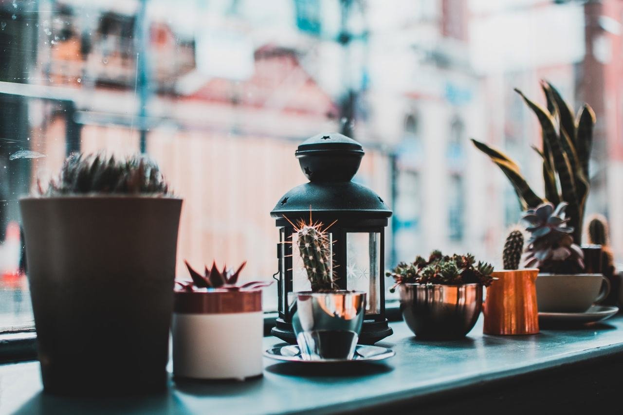 3 Plantas Decorativas Fáceis e Práticas de Cuidar