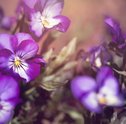 Você sabia que a Giu vende flores para atrair boas energias