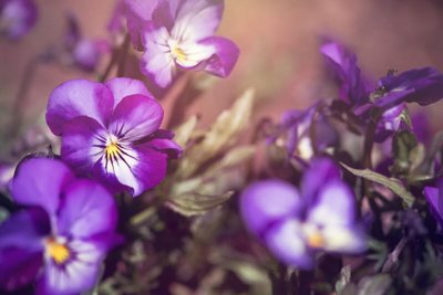 Você sabia que a Giu vende flores para atrair boas energias