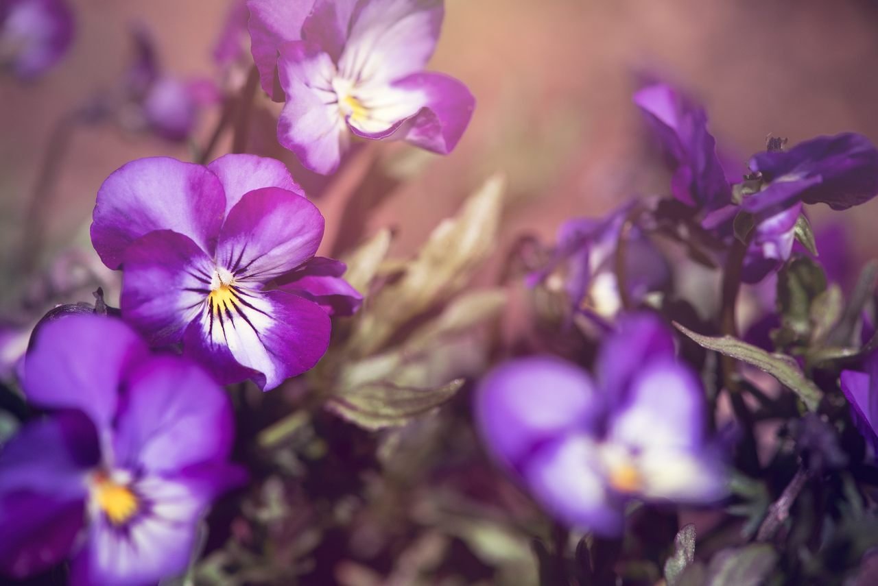 Você sabia que a Giu vende flores para atrair boas energias