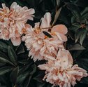 Como Montar Um Projeto de Jardim Pequeno?