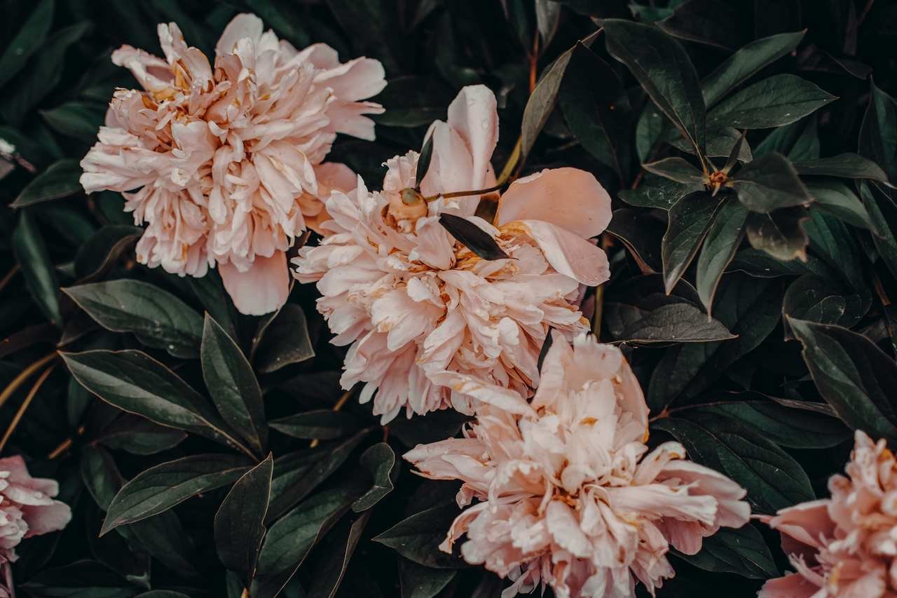 Como Montar Um Projeto de Jardim Pequeno?