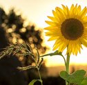 Espécies de Flores que Gostam do Sol