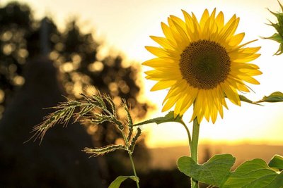 Espécies de Flores que Gostam do Sol