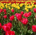 Conheça os Jardins Mais Bonitos do Mundo