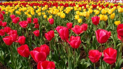 Conheça os Jardins Mais Bonitos do Mundo
