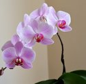 3 Flores que Gostam de Sombra e Pouca Água
