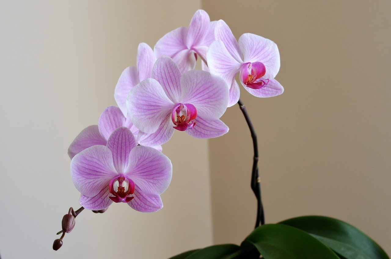 3 Flores que Gostam de Sombra e Pouca Água