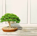 Como Fazer Mudas de Bonsai?