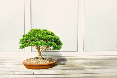 Como Fazer Mudas de Bonsai?