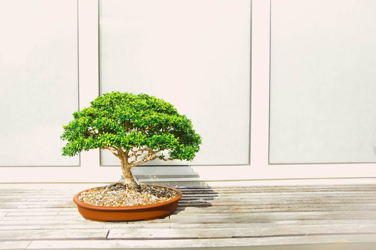Como Fazer Mudas de Bonsai?