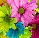 Assinatura de Flores — Conheça o Clube da Giu e Garanta as Flores da Estação