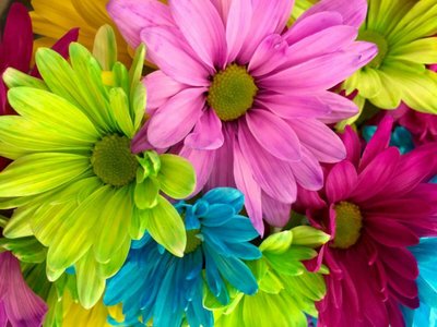 Assinatura de Flores — Conheça o Clube da Giu e Garanta as Flores da Estação