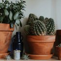 Como Cuidar de Cactos? Faça a Sua Planta Crescer!