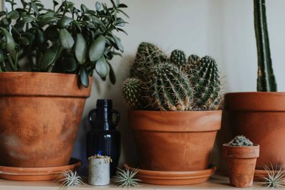 Como Cuidar de Cactos? Faça a Sua Planta Crescer!