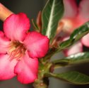 Como Cuidar da Flor do Deserto?