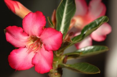 Como Cuidar da Flor do Deserto?