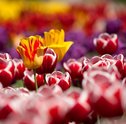 Como Cuidar do Jardim no Verão