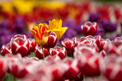 Como Cuidar do Jardim no Verão