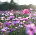 Como Regar Flores — Dicas Para não Afogar ou Secar suas Plantas