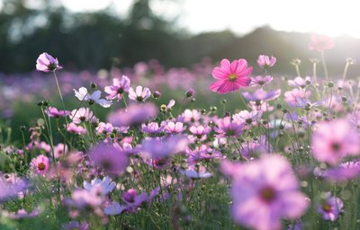 Como Regar Flores — Dicas Para não Afogar ou Secar suas Plantas
