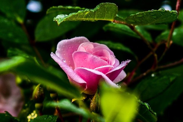 Descubra Qual é a Flor da Gratidão para o Dia do Obrigado