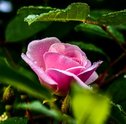 Descubra Qual é a Flor da Gratidão para o Dia do Obrigado