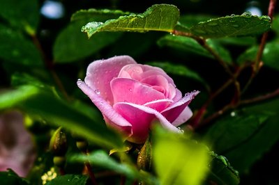 Descubra Qual é a Flor da Gratidão para o Dia do Obrigado