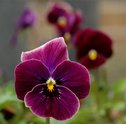 Flor de Capricórnio — Descubra como Presentear os Nascidos em Janeiro