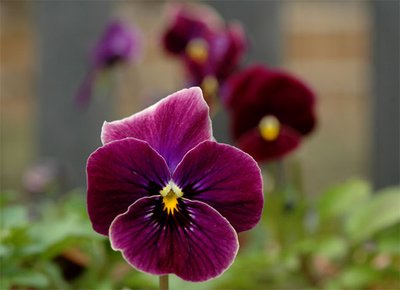 Flor de Capricórnio — Descubra como Presentear os Nascidos em Janeiro
