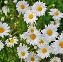 Flores de Verão — 5 Flores Para Dar Boas Vindas à Estação