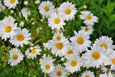 Flores de Verão — 5 Flores Para Dar Boas Vindas à Estação