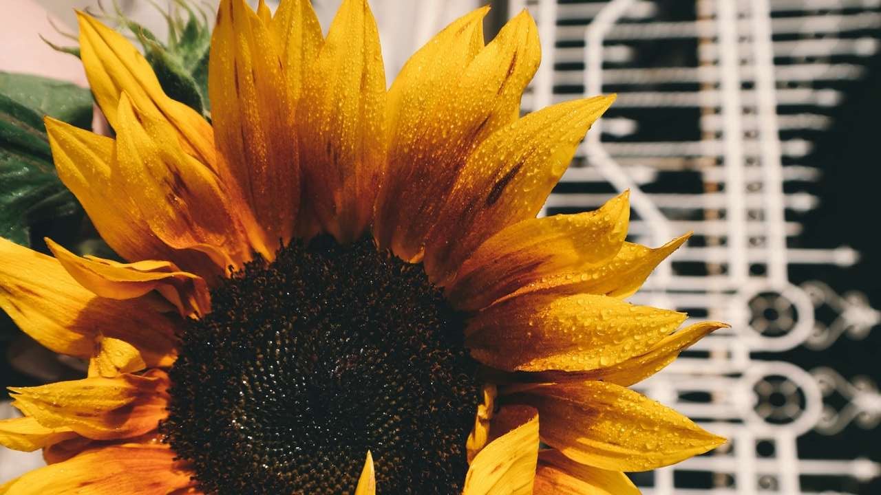 A Beleza do Girassol no Verão