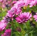 7 Imagens de Flores Para Usar no Seu Celular