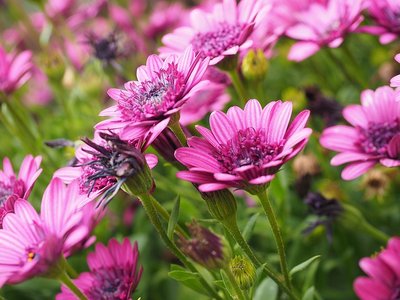 7 Imagens de Flores Para Usar no Seu Celular