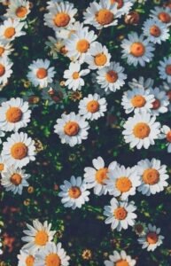 imagens-de-flores