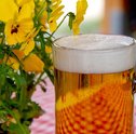 Você Sabia que a Giuliana Tem Delivery de Cerveja em São Paulo?